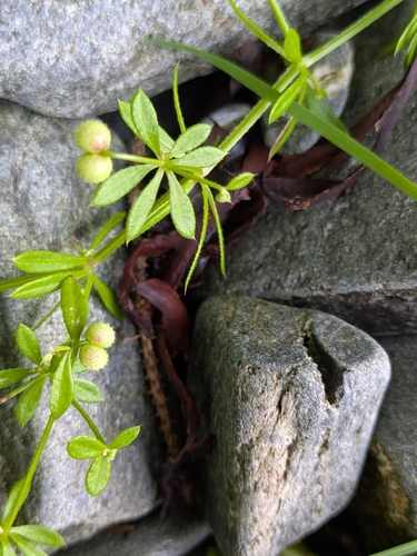 catchweed bedstraw