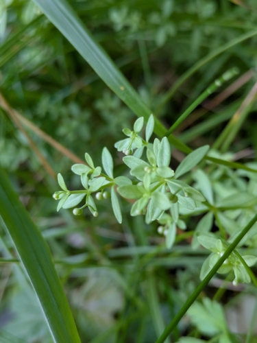 three-petal bedstraw