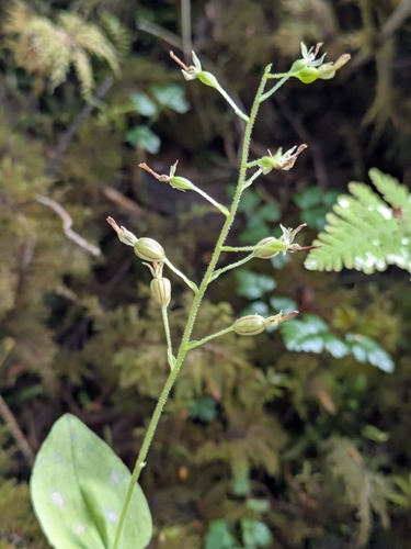 Northwestern Twayblade