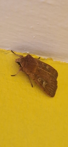 Square-spot Rustic
