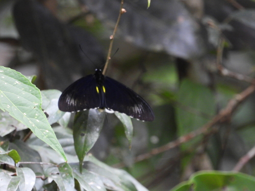 Borneo Birdwing