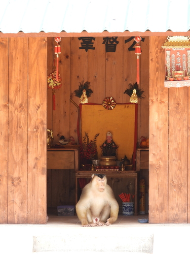Southern Pig-tailed Macaque