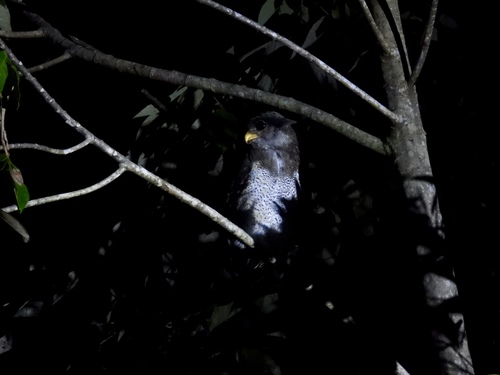 Barred Eagle-Owl