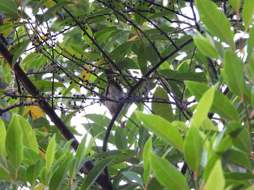Brown Fulvetta