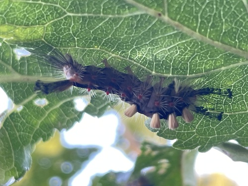 Rusty Tussock Moth