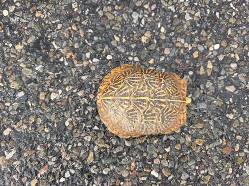 Ornate Box Turtle observed by neil35