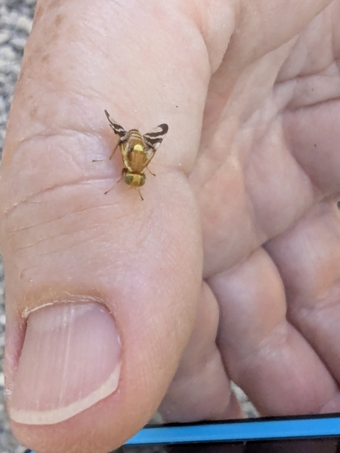 Walnut Husk Fly