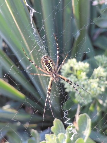 Wasp Spider