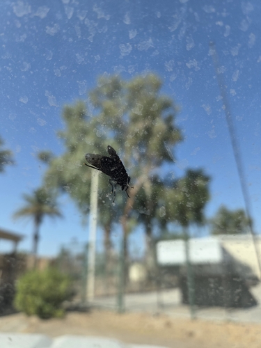 Western Black Horse Fly