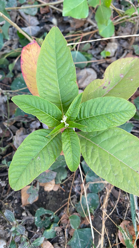 American pokeweed