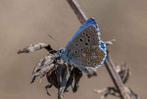 Adonis Blue