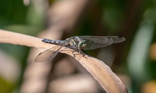 Black-tailed Skimmer