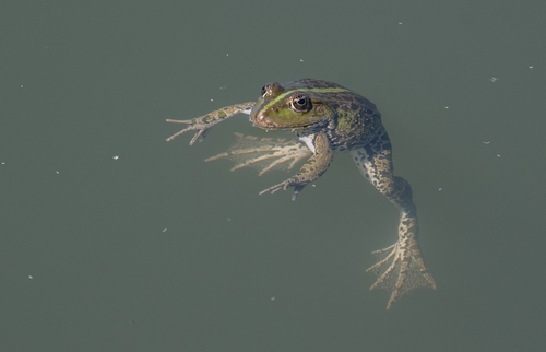 Marsh Frog