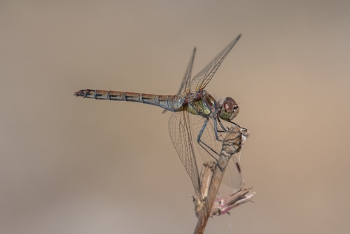 Common Darter