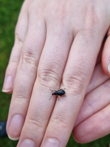 Otiorhynchus nodosus
