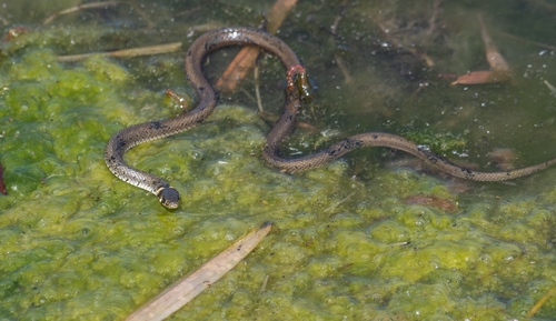 grass snake