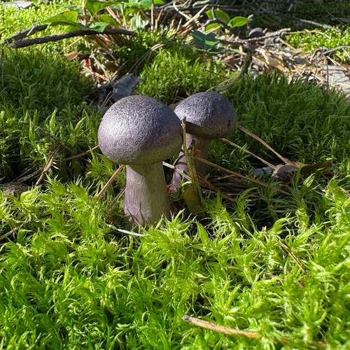 violet webcap