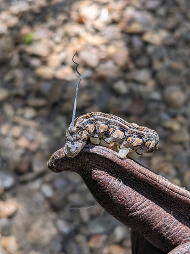 Rimosus Sphinx