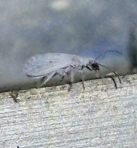 Neoconis marginata