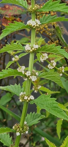 European water-horehound