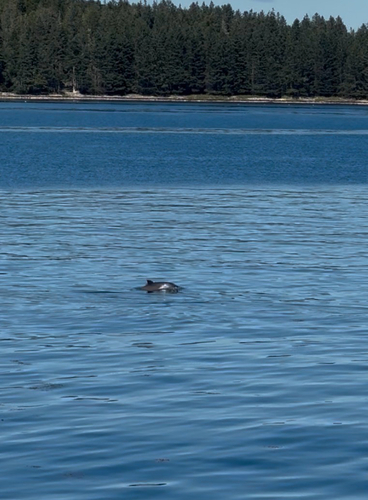 Harbour Porpoise observed by k80f
