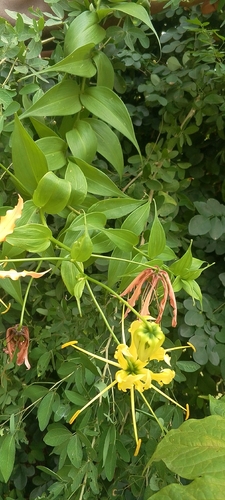 flame lily