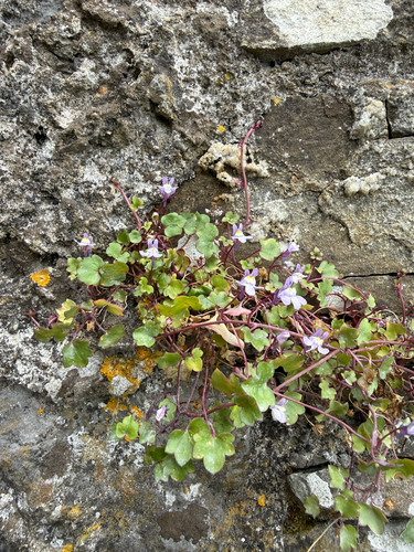 Ivy-leaved toadflax