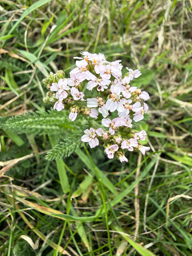 common yarrow