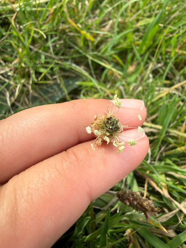 ribwort plantain