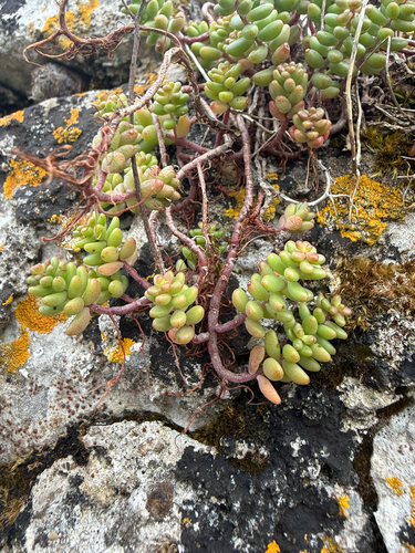 white stonecrop