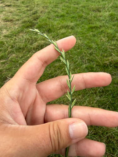 Perennial Ryegrass