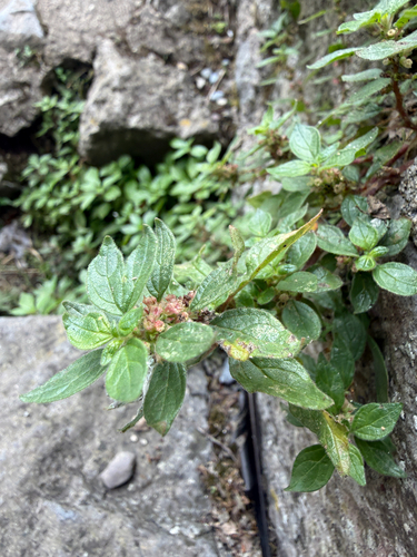 pellitory-of-the-wall
