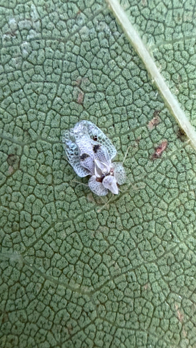 Eastern Sycamore Lace Bug