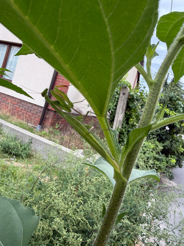 European Mantis