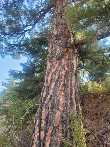 Western Ponderosa Pine