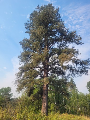 Western Ponderosa Pine