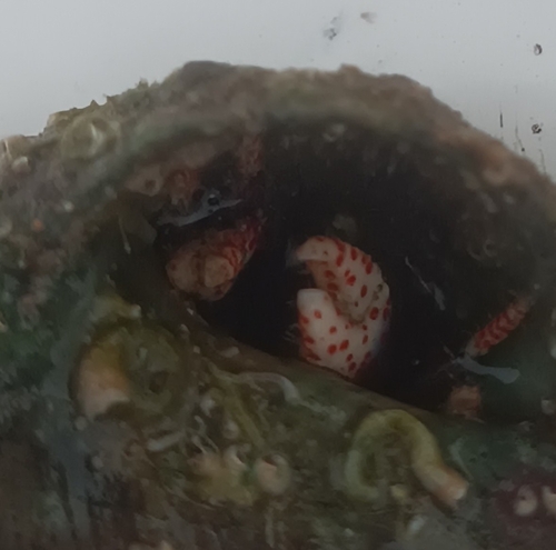 Tube Hermit Crab