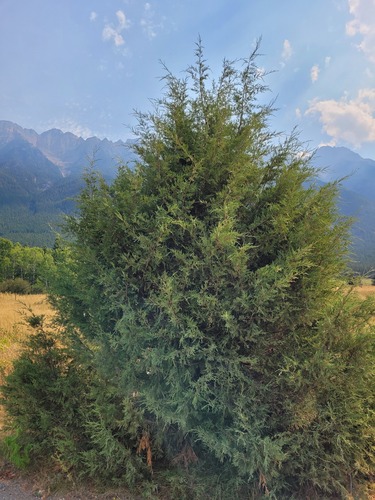 Rocky Mountain Juniper