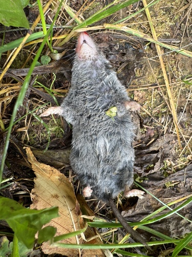 Northern Short-tailed Shrew observed by gracemorel