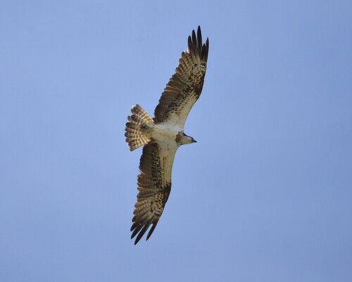 Osprey