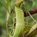 Nepenthes mirabilis - Photo (c) Chien Lee, todos los derechos reservados, subido por Chien Lee