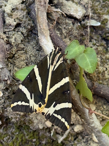 Jersey Tiger