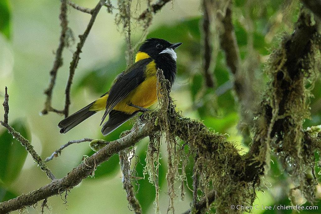 Regent Whistler (Pachycephala schlegelii) photo