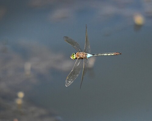 Lesser Emperor
