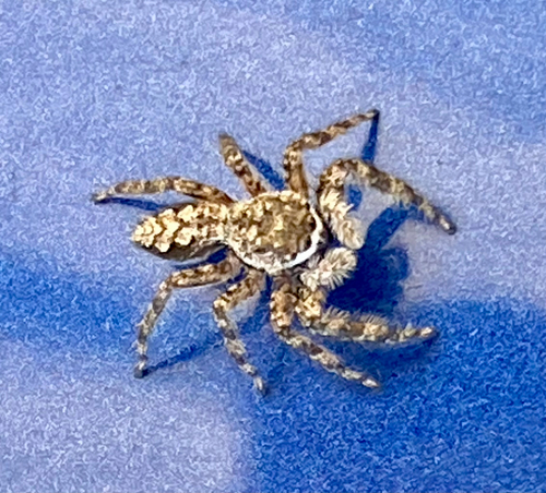 Tan Jumping Spider