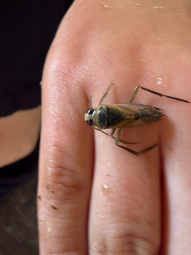 Eurasian Greater Water Boatman