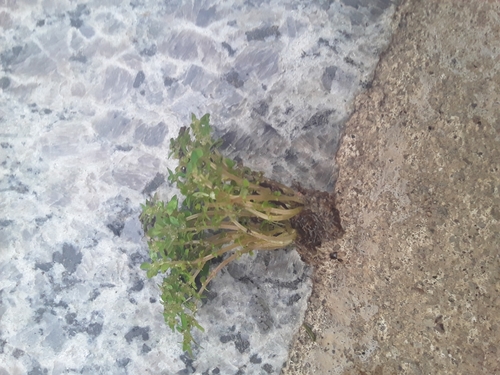 Artillery Plant