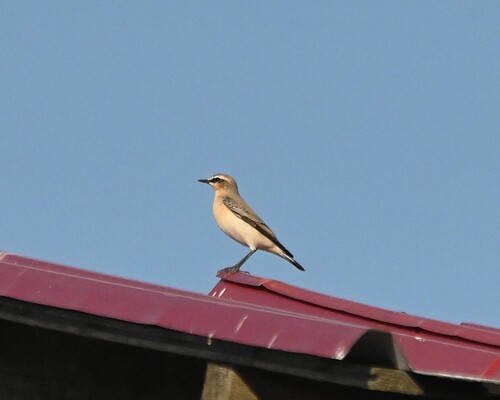 Northern Wheatear