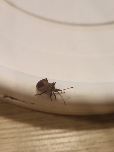 Dock Bug