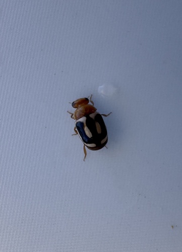 Small Pied Lady Beetles
